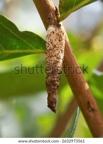 A mantis cocoon or egg hanging from a tree leaf
