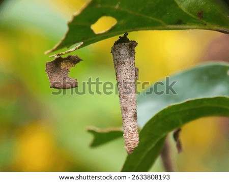 A mantis cocoon or egg hanging from a tree leaf