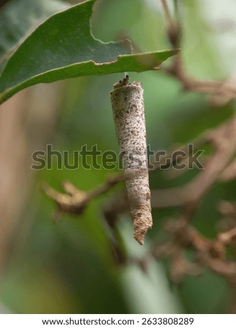 A mantis cocoon or egg hanging from a tree leaf