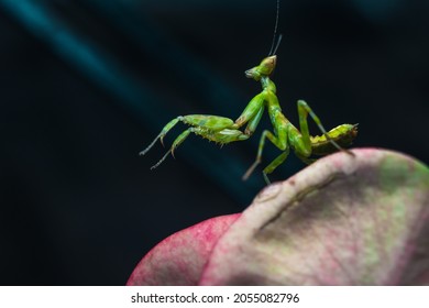 Mantis In Defensive Stance As Like Kung Fu Moves