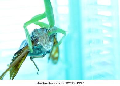 A Mantis Is Eating A Cicada.