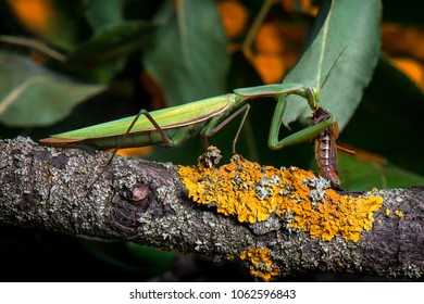 the mantis eats locusts