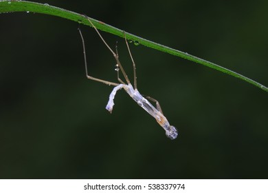 Mantis Ecdysis On Plant In The Wild 