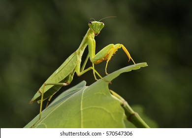 Богомол из семейства Sphondromantis (вероятно, Spondromantis viridis) скрывается на зеленом листе. Sphodromantis viridis в качестве домашнего питомца. Распространенные названия включают африканского богомола, гигантского африканского богомола или богомола.