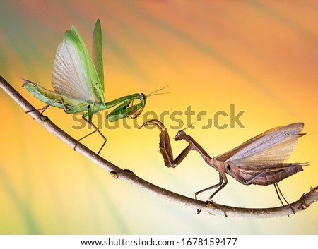 Mantis are fighting on the branches of a tree. Confrontation of two mantis and posing. Macro picture with cool background.