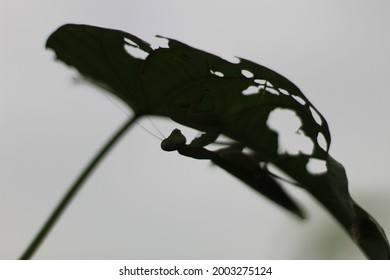 Mantis Grasshopper Silhouette Waiting For Prey