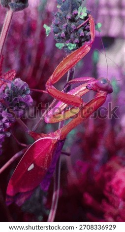 mantis, insect, bug, macro, closeup, claws, legs, antenna, eyes, colorful, pink, purple, red, flower, plant, stem, garden, nature, exotic, alien, fantasy, surreal, bright, vivid, detailed, texture, wi