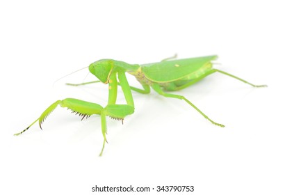 Mantis Isolated On White Background Stock Photo 343790753 | Shutterstock