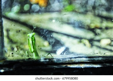 Mantis knocking window