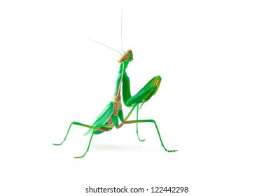 Mantis looking back with his head at front
