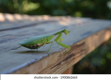 The Mantis Looking at you!