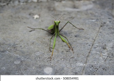 Mantis in macro
