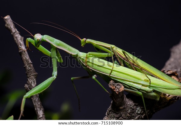 Mantis Mating Stock Photo Shutterstock