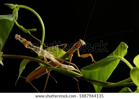 Mantis is molting. The biological process of molting a mantis's skin. Macro nature animal