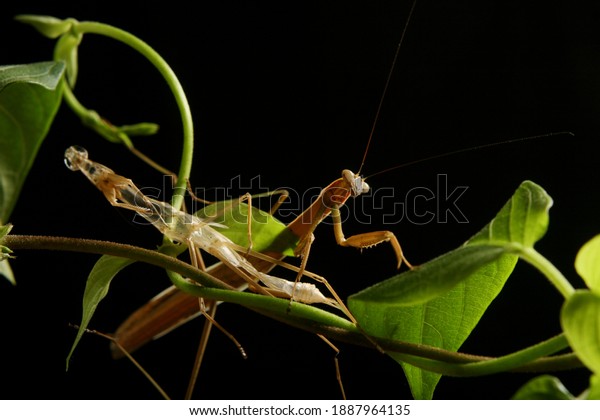 Mantis is molting. The biological\
process of molting a mantis\'s skin. Macro nature\
animal
