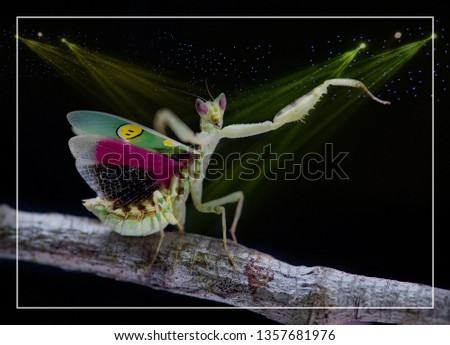 Similar – Foto Bild smilax aspera Blattkletterpflanze in der Natur mit Herzform