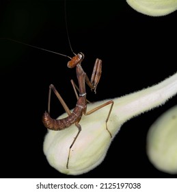 Mantis Nymph The Family Of Mantidae