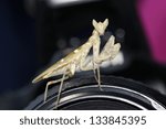 Mantis on camera.