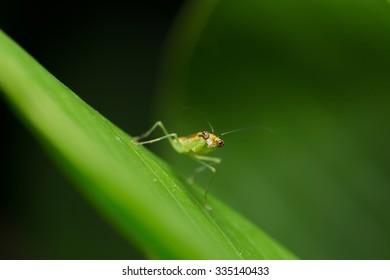 Mantis on the Leaf