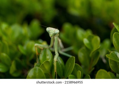 A Mantis On Plant Leaves