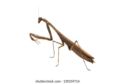 Praying Mantis Mantis Sting On White Stock Photo 1815028619 | Shutterstock