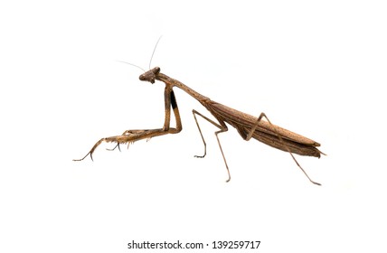 White Background On Mantis Closeup Pictures Stock Photo 153365939 