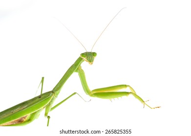 Mantis on a white background