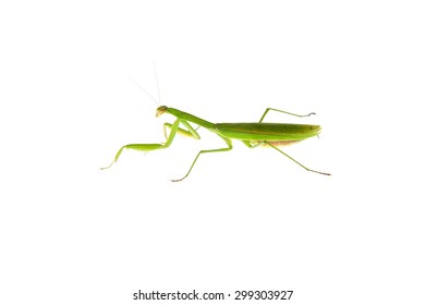 Mantis on a white background
