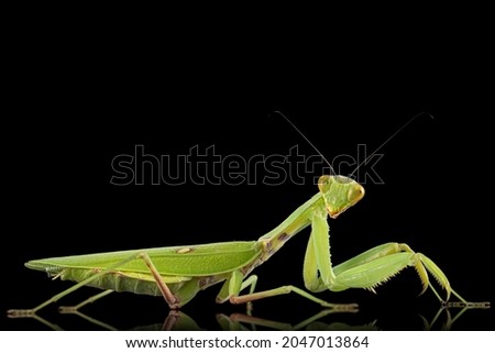 Image, Stock Photo Flipp the fast bouncer