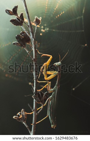 Similar – Foto Bild smilax aspera Blattkletterpflanze in der Natur mit Herzform