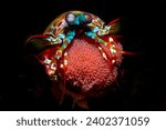 Mantis shrimp with Eggs in Philippine