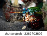 Mantis shrimp in front of a cave in Tulamben.