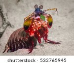 Mantis Shrimp fully out showing it