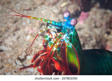 A mantis shrimp lives on a coral reef in the Philippines.