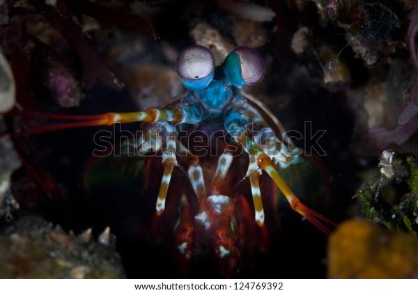 A mantis shrimp (Odontodactylus scyallarus)\
pokes its eyes out of its lair in a coral reef.  Mantis shrimp have\
the most advanced eyes found in nature.  This species is found in\
the Indo-West Pacific.