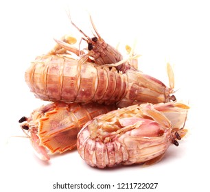 Mantis Shrimp on the white background