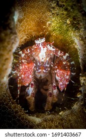 Mantis shrimp poking it's head out of its hole