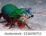 Mantis shrimp swimming over the sandy bottom 