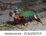 Mantis shrimp swimming over the sandy bottom 