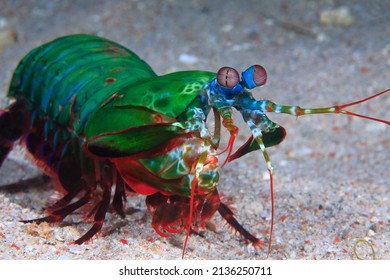 Mantis Shrimp Swimming Over The Sandy Bottom 