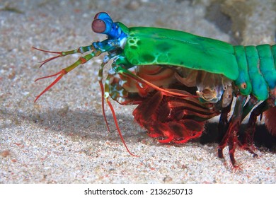 Mantis Shrimp Swimming Over The Sandy Bottom 