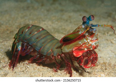 Mantis Shrimp Swimming Over The Sandy Bottom 