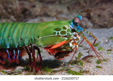 Mantis Shrimp Swimming Over The Sandy Bottom 