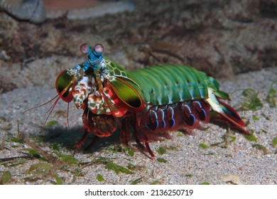 Mantis Shrimp Swimming Over The Sandy Bottom 