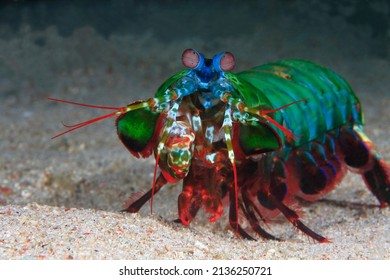 Mantis Shrimp Swimming Over The Sandy Bottom 