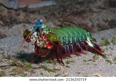 Mantis shrimp swimming over the sandy bottom 