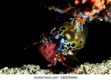 mantis shrimp punch slow motion