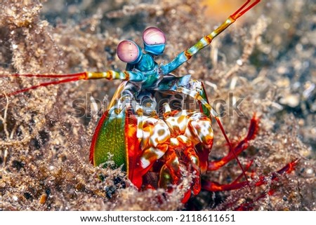 Mantis shrimp underwater on coral reef in North Sulawesi