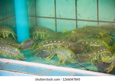 mantis shrimp used to make seafood