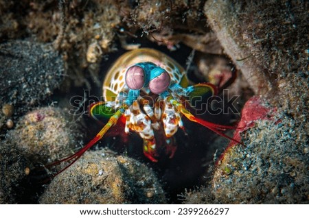 The mantis shrimp's second pair of thoracic appendages has been highly adapted for powerful close-range combat